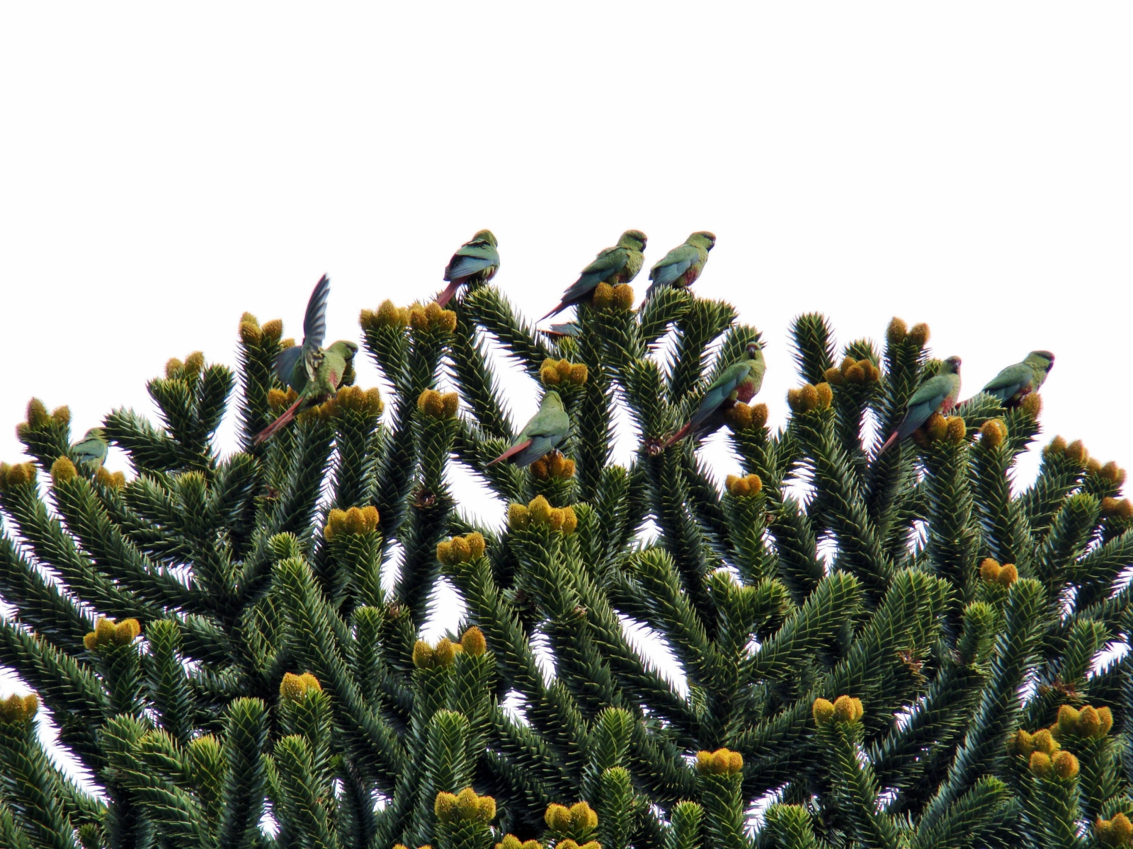 Aves entre las ramas del pewen, valle del Queuco